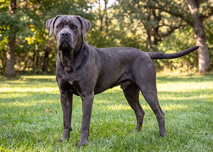 cane corso dog