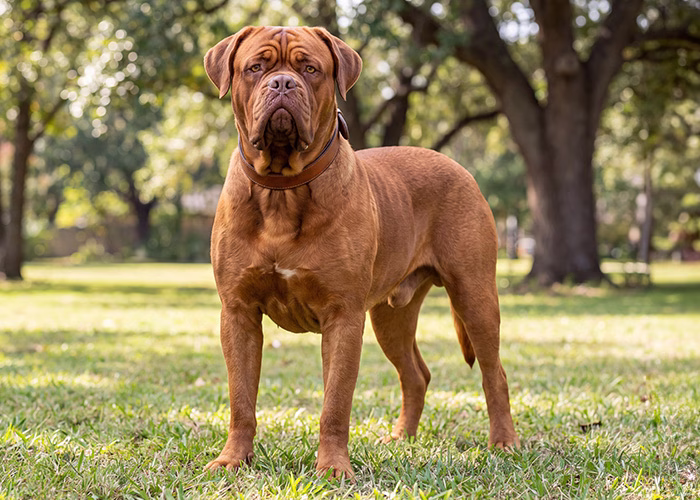 dogue de bordeaux dog