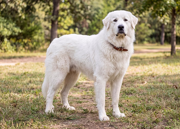 great pyrenees dog