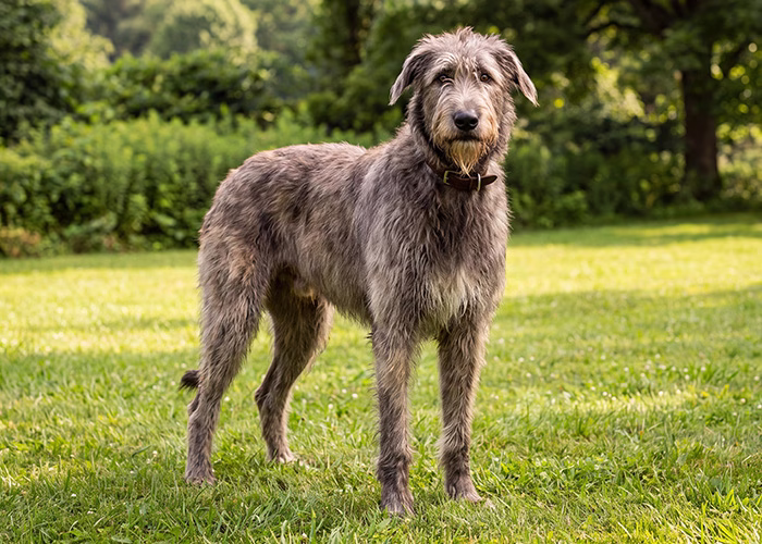 irish wolfhound dog