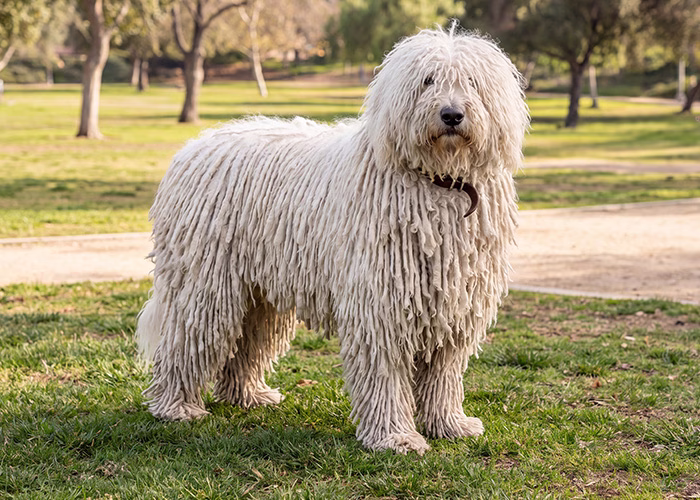 komondor dog