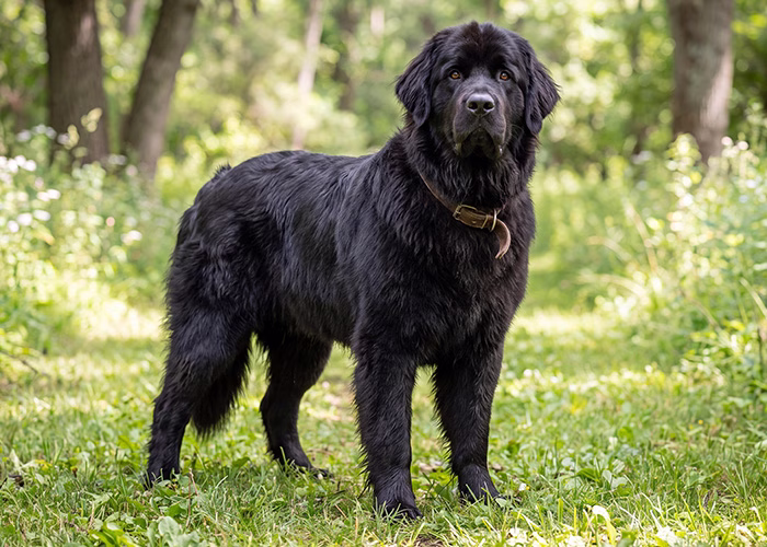 newfoundland dog