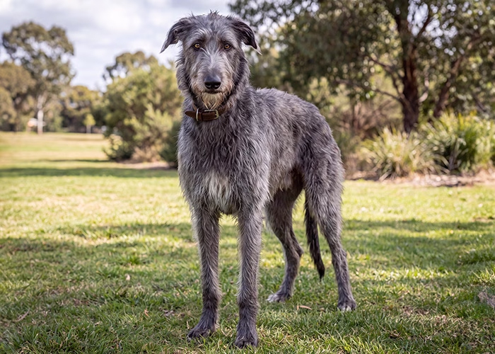 scottish deerhound dog