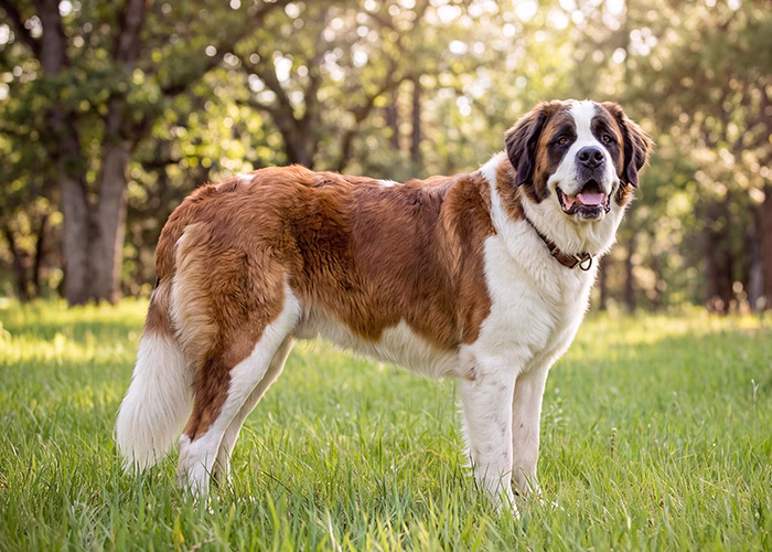 saint bernard dog
