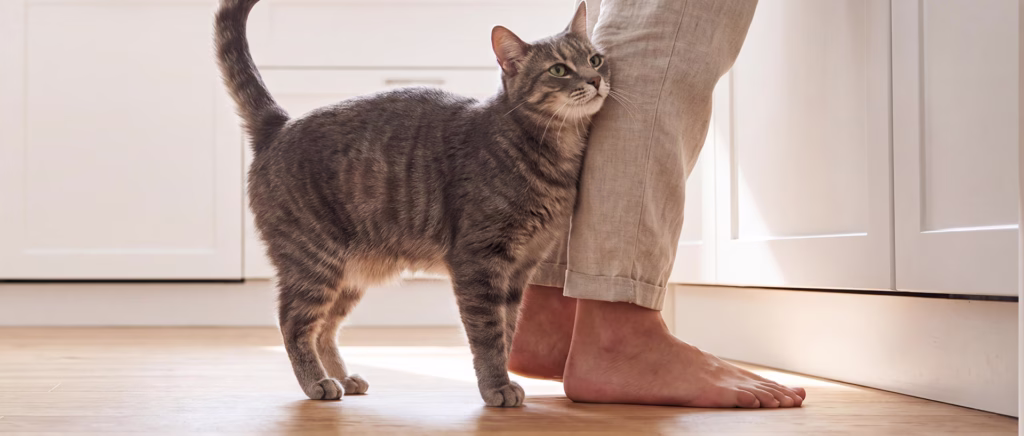cat rubbing against leg