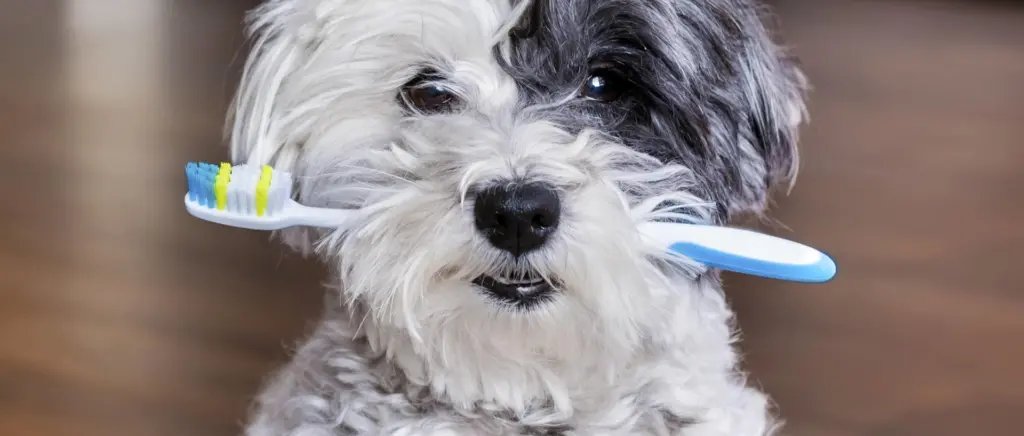 A dog holding a toothbrush in its mouth