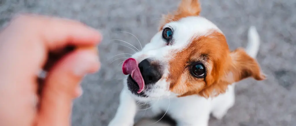 A dog licking its nose while waiting for a treat