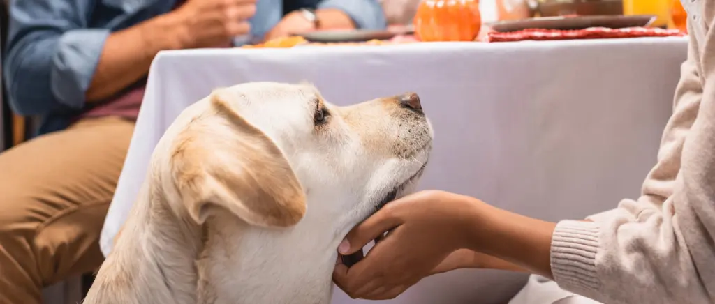 A dog begging for food at the dinner table