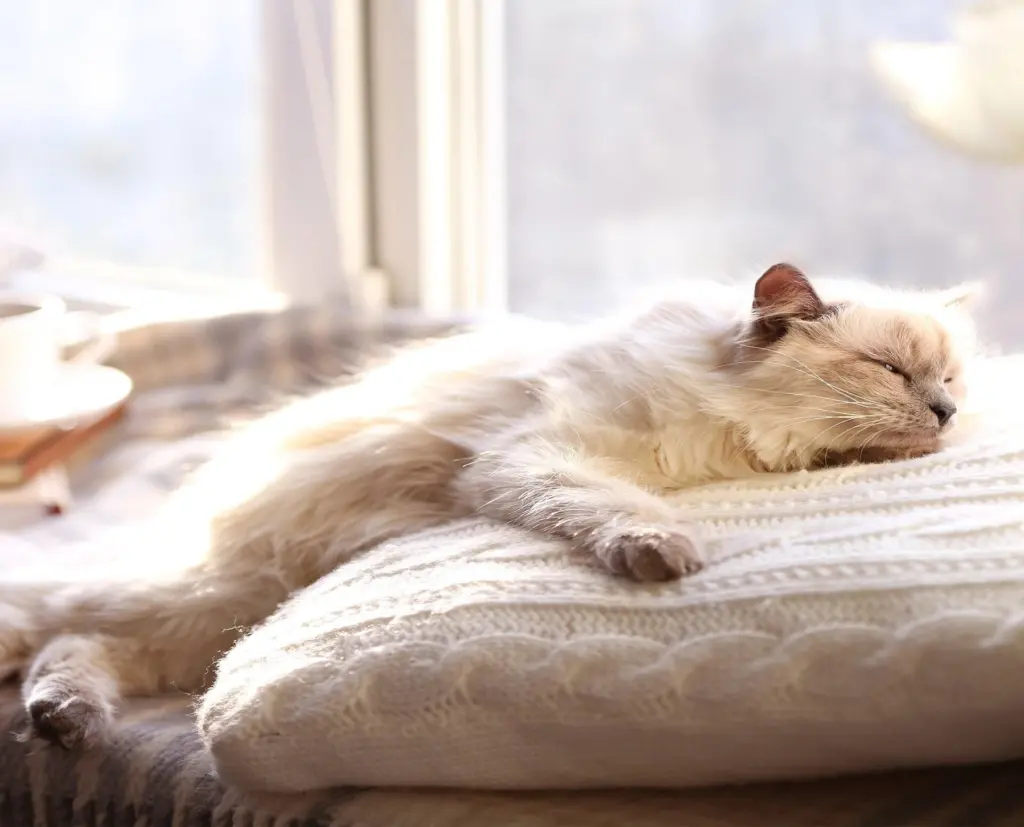 A cat sleeping on a pillow