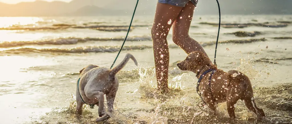 Two dogs on leashes running in the ocean with their owner