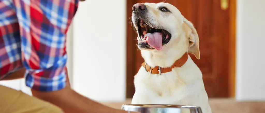 A dog with its tongue out while its owner places a bowl in front of it