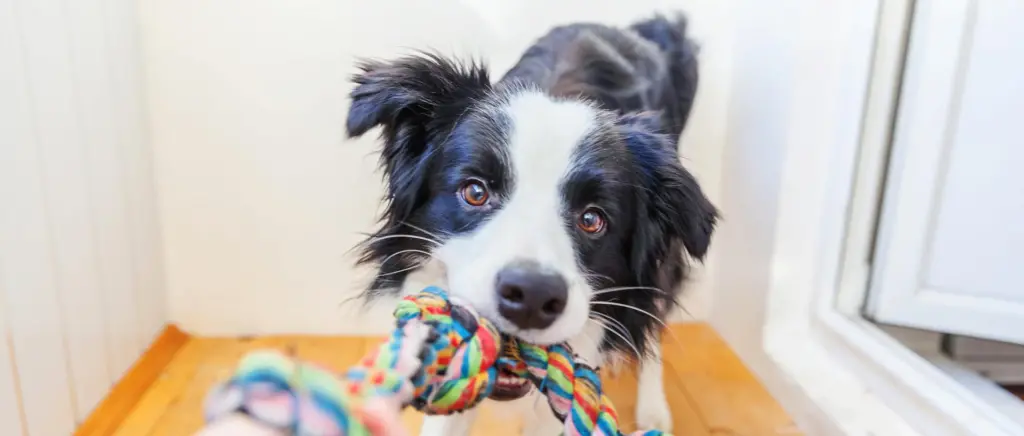 A dog tugging on a colorful rope toy