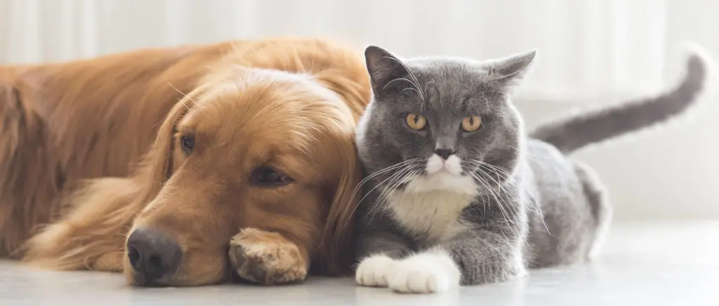 A dog and a cat sitting next to each other