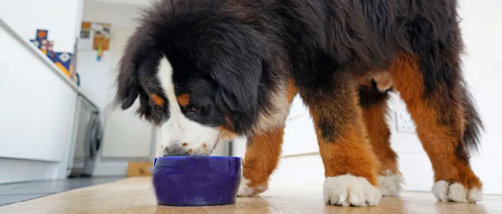 A large breed puppy eating food from a bowl on the ground