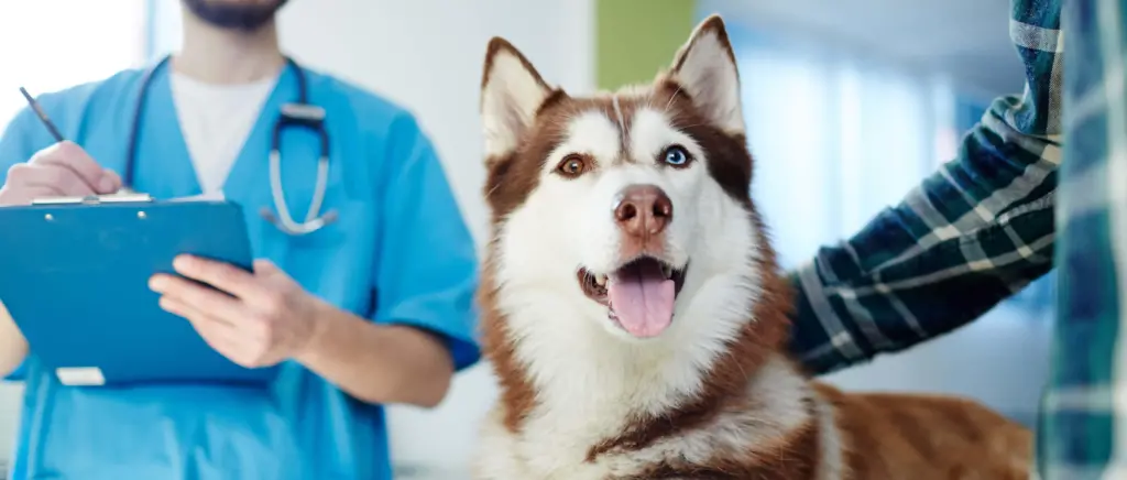Husky with vet and owner