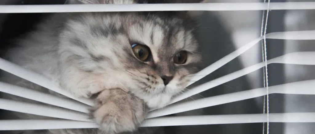 A cat pulling down the blinds and peeking its face through