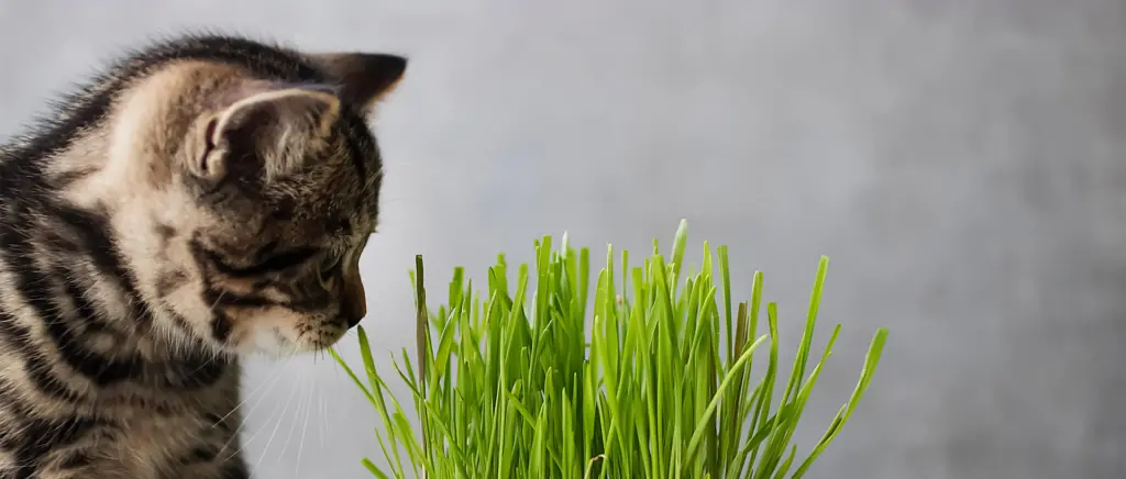 A cat sniffing cat grass