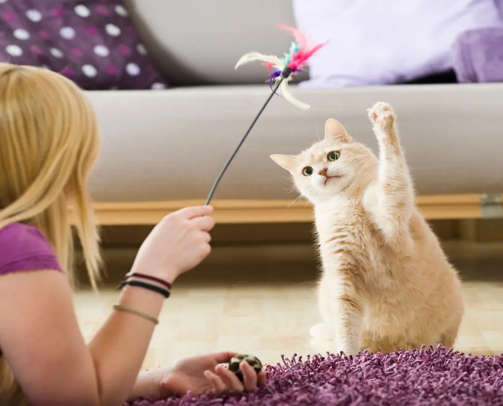 A woman playing with a cat with a feather toy