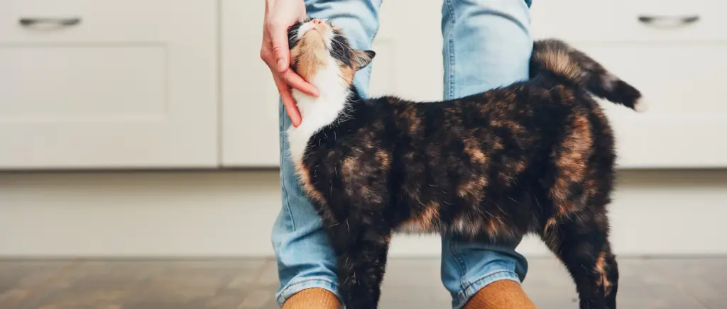 A cat rubbing against its owner's legs while being pet