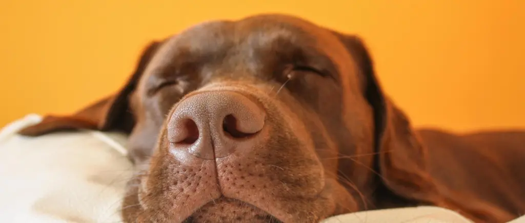 A close-up of a dog sleeping