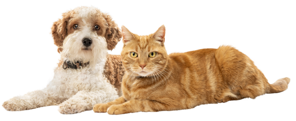 White and tan dog laying next to an orange cat