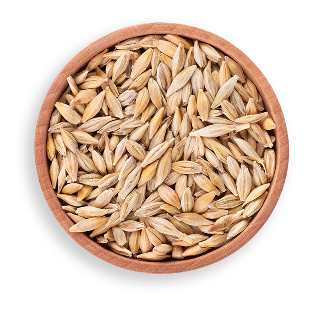 barley