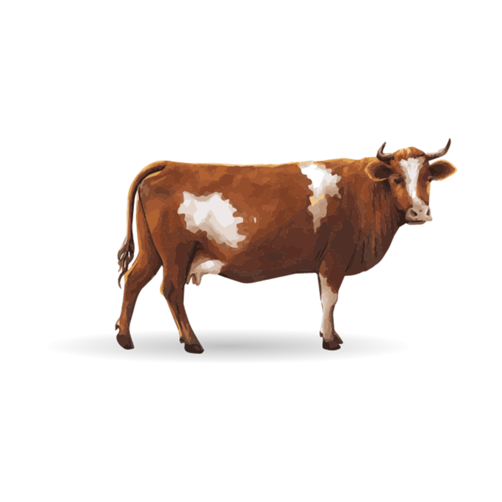 A beef cow
