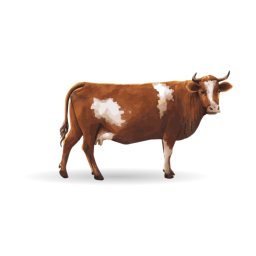 A beef cow