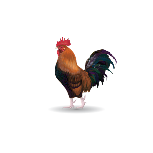 a chicken