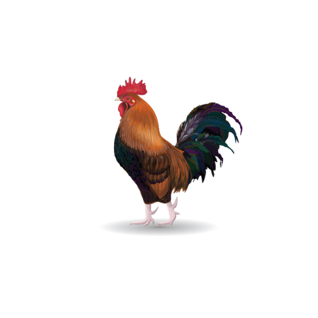 A chicken