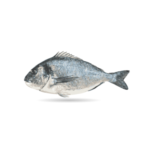 a fish