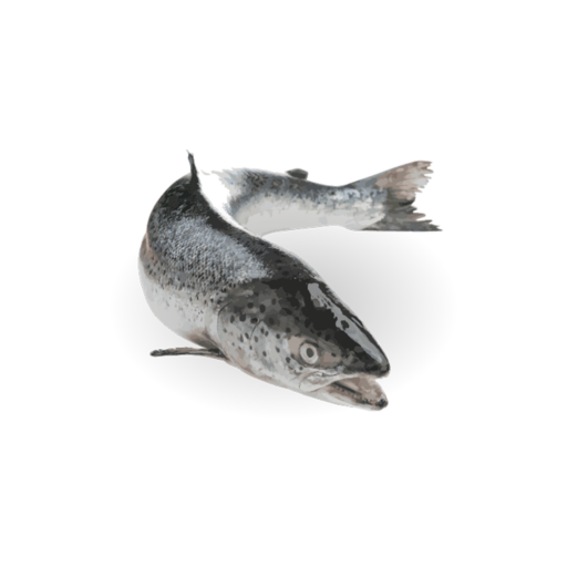 a salmon