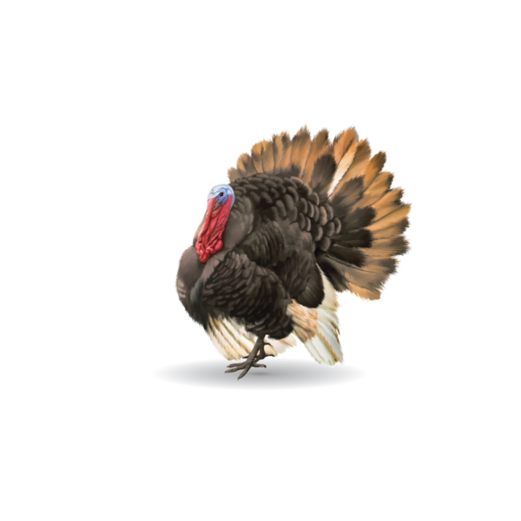 A turkey