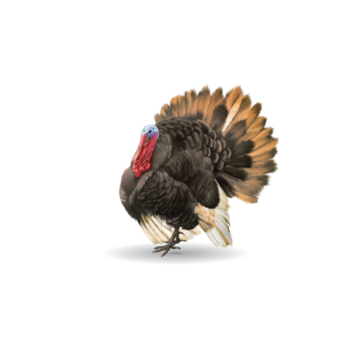 A turkey