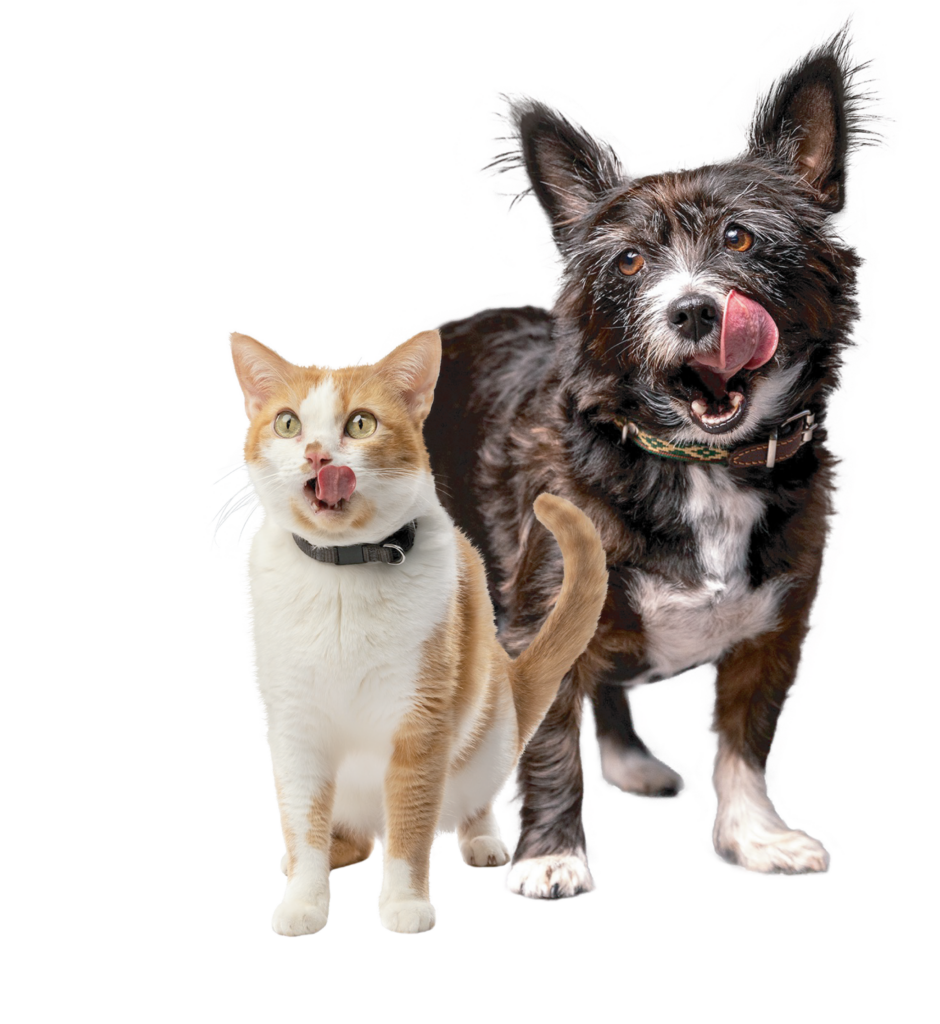 Dog and cat licking their chops