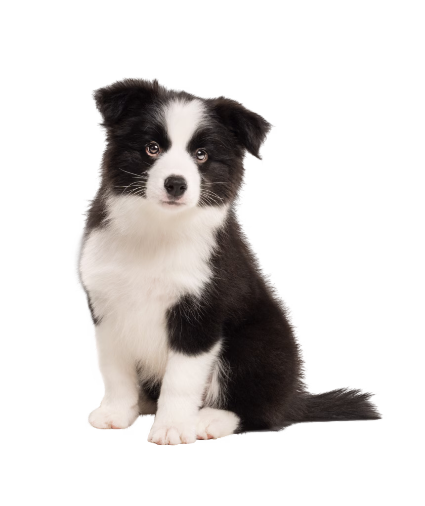 Tuxedo Puppy