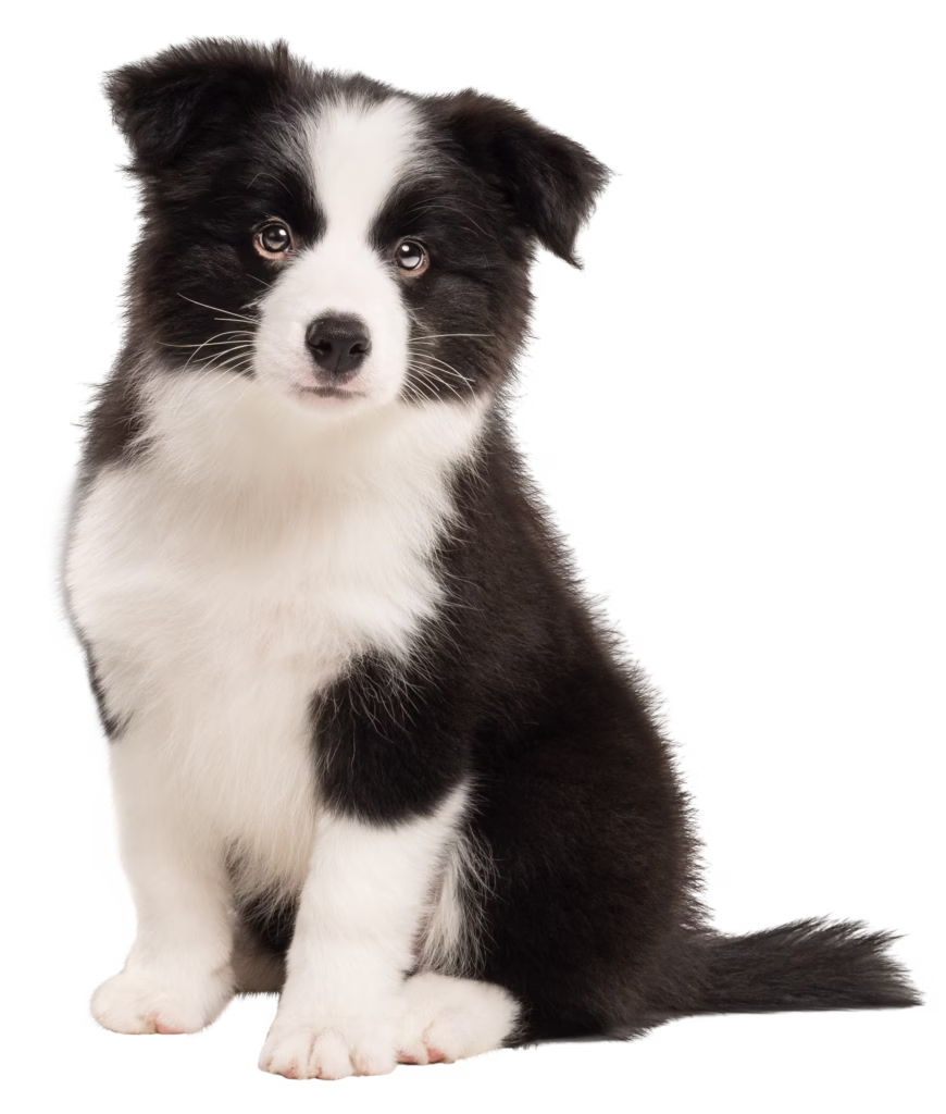 Tuxedo Puppy