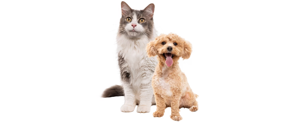 Dog and cat sitting together