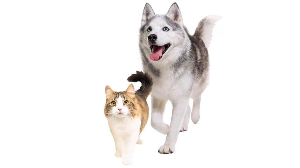 Cat and dog walking together