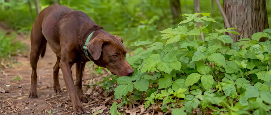 A dog sniffing posion ivy plant